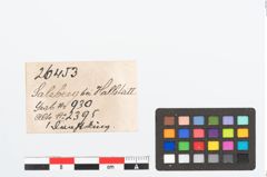 Etikett zu Bronzering (NHMW-PRAE-026453)
